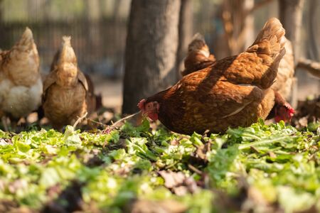 Laying hens in an organic farmの写真素材