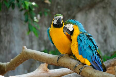 Macaw is a bird that is popular as a pet because it has beautiful colors and can be trained to speak.の写真素材
