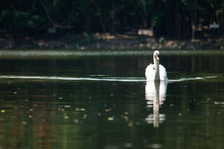 Swans swam quickly in the lakeの写真素材