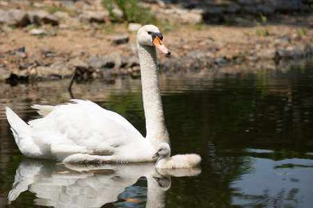 Swan and cygnet swimming togetherの写真素材