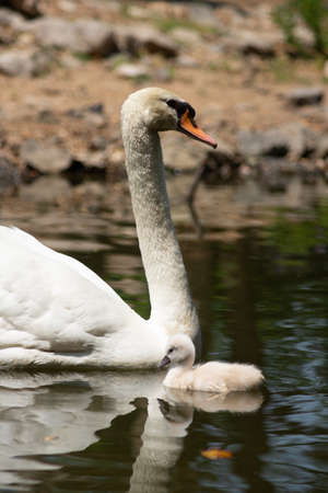 Swan and cygnet swimming togetherの写真素材