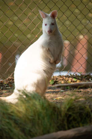 Wallaby is a small or medium-sized kangaroo, often brightly colored and native of Australia and Tasmania.の写真素材