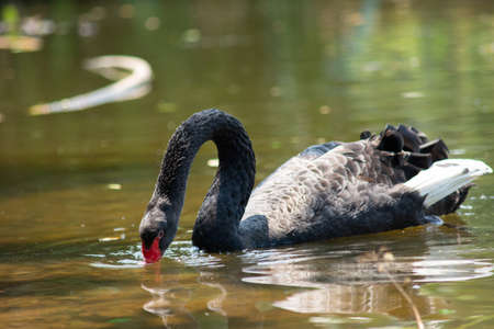 Black swans swam in the lakeの写真素材