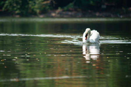 Swans swam quickly in the lakeの写真素材