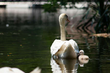 Swan and cygnet swimming togetherの写真素材
