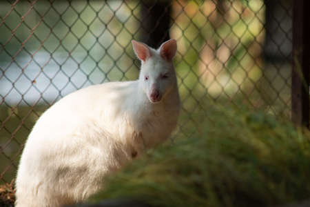 Wallaby is a small or medium-sized kangaroo, often brightly colored and native of Australia and Tasmania.の写真素材