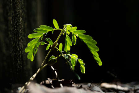 The tree is growing from seeds with genuine cotyledon and leaves.の写真素材