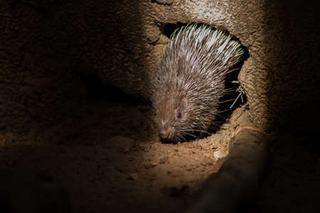The different actions of the malayan porcupine during the dayの写真素材
