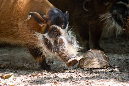 Red river hogs will live in a variety of habitats as long as there is dense vegetationの写真素材