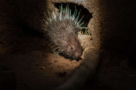 The different actions of the malayan porcupine during the dayの写真素材