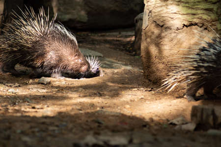 The different actions of the malayan porcupine during the dayの写真素材