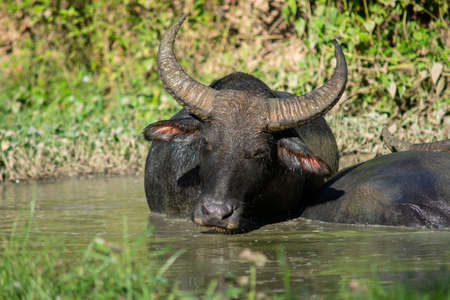 The buffalo likes to soak in the water because it helps them to be comfortable.の写真素材