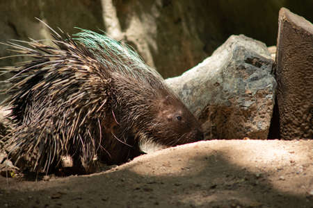 The different actions of the malayan porcupine during the dayの写真素材