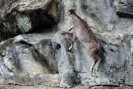 The goral is small ungulates with a goat-like or antelope-like appearanceの写真素材