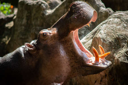 Hippopotamus are aggressive and are considered very dangerous.の写真素材