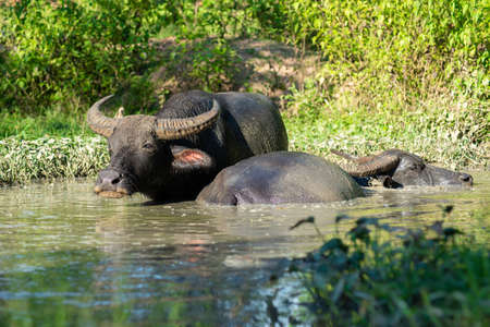 The buffalo likes to soak in the water because it helps them to be comfortable.の写真素材