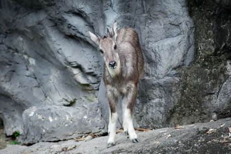 The goral is small ungulates with a goat-like or antelope-like appearanceの写真素材