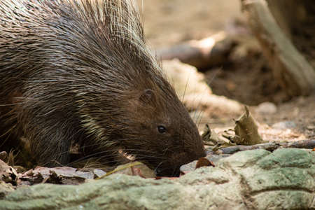 The different actions of the malayan porcupine during the dayの写真素材