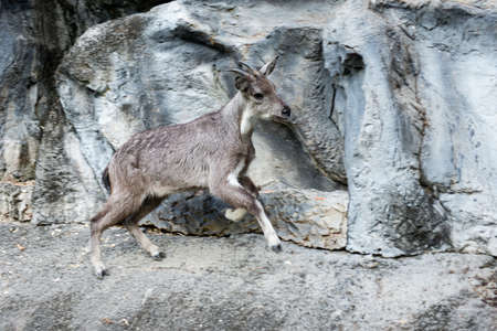 The goral is small ungulates with a goat-like or antelope-like appearanceの写真素材