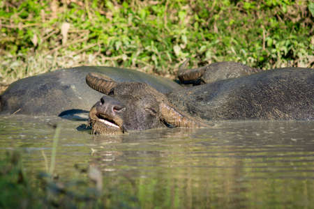 The buffalo likes to soak in the water because it helps them to be comfortable.の写真素材