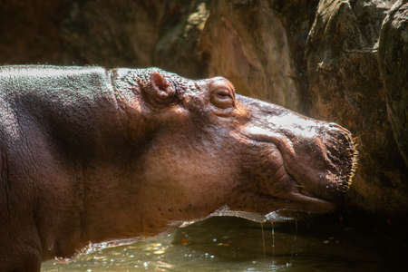 Hippopotamus are aggressive and are considered very dangerous.の写真素材