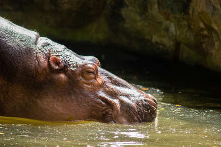 Hippopotamus are aggressive and are considered very dangerous.の写真素材