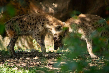 The hyena is Africaâs most common large carnivore.の写真素材