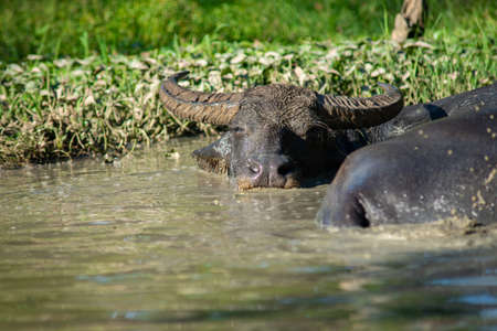 The buffalo likes to soak in the water because it helps them to be comfortable.の写真素材