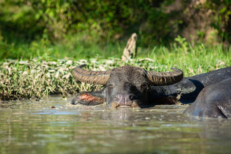The buffalo likes to soak in the water because it helps them to be comfortable.の写真素材