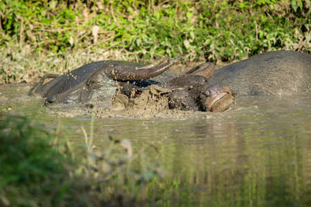 The buffalo likes to soak in the water because it helps them to be comfortable.の写真素材
