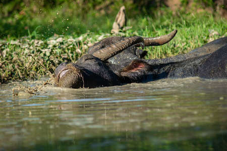 The buffalo likes to soak in the water because it helps them to be comfortable.の写真素材