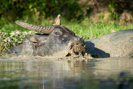 The buffalo likes to soak in the water because it helps them to be comfortable.の写真素材