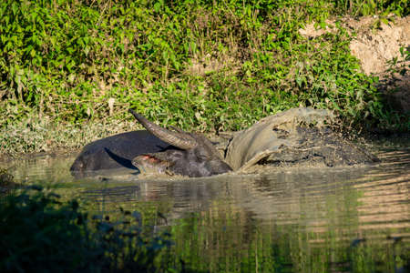 The buffalo likes to soak in the water because it helps them to be comfortable.の写真素材