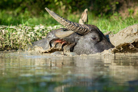 The buffalo likes to soak in the water because it helps them to be comfortable.の写真素材