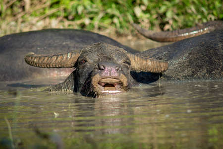The buffalo likes to soak in the water because it helps them to be comfortable.の写真素材