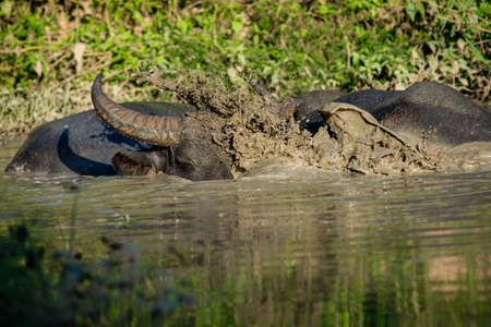 The buffalo likes to soak in the water because it helps them to be comfortable.の写真素材