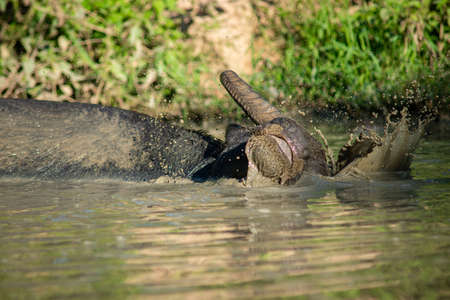 The buffalo likes to soak in the water because it helps them to be comfortable.の写真素材