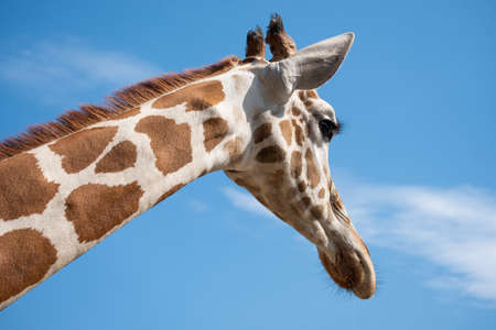 The giraffe looked at what was ahead with suspicion. Giraffe's habitat is usually found in African savannas, grasslands or open woodlandsの写真素材
