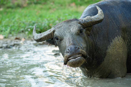 The buffalo likes to soak in the water because it helps them to be comfortable.の写真素材