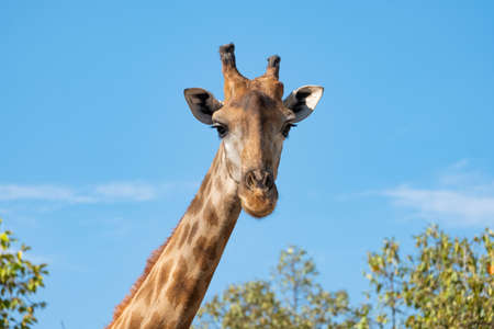 The giraffe looked at what was ahead with suspicion. Giraffe's habitat is usually found in African savannas, grasslands or open woodlandsの写真素材