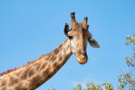 The giraffe looked at what was ahead with suspicion. Giraffe's habitat is usually found in African savannas, grasslands or open woodlandsの写真素材