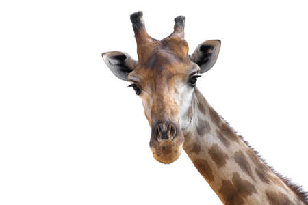 The giraffe looked at what was ahead with suspicion. Giraffe's habitat is usually found in African savannas, grasslands or open woodlandsの写真素材