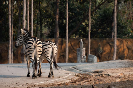 Zebras stripes perhaps serve to dazzle and confuse predators and biting insects, or to control the animalâs body heat.の写真素材