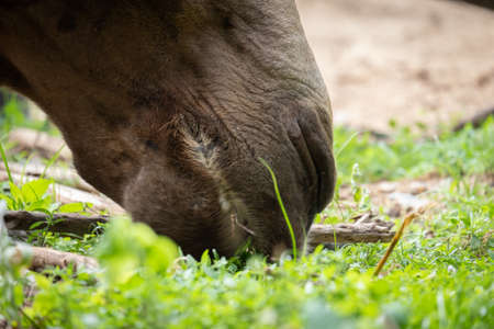Use the camel's lips to make a living.の写真素材