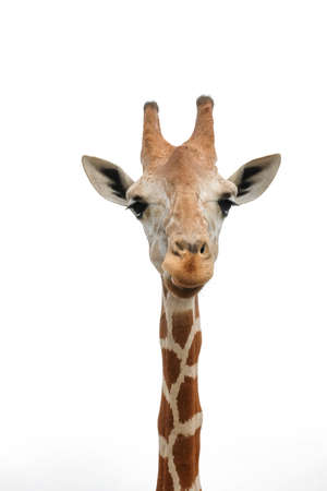 A giraffe's habitat is usually found in African savannas, grasslands or open woodlandsの写真素材