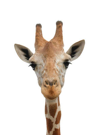 A giraffe's habitat is usually found in African savannas, grasslands or open woodlandsの写真素材
