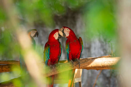 Green-winged Macaw isolated in white background