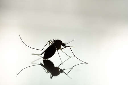 Mosquitoes are carriers of many diseases that are harmful to humans, such as Dengue fever, Zika fever, Chikungun, Malaria etc.の写真素材