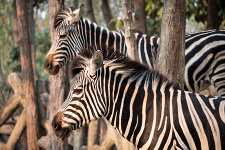 Zebras stripes perhaps serve to dazzle and confuse predators and biting insects, or to control the animalâs body heat.の写真素材