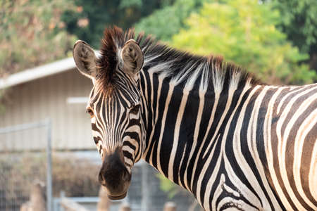 Zebras stripes perhaps serve to dazzle and confuse predators and biting insects, or to control the animalâs body heat.の写真素材